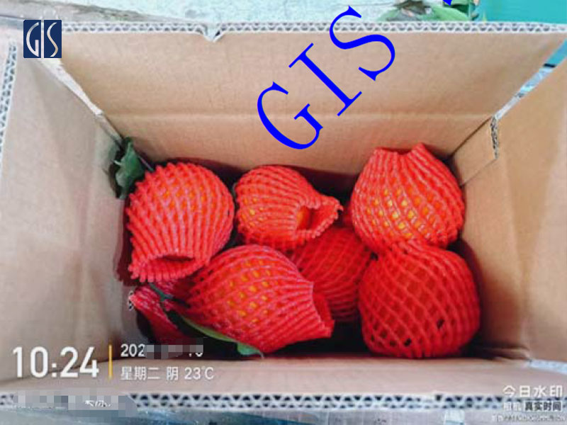 水果验货,GIS鼎嘉质量水果品控质检包装检查图